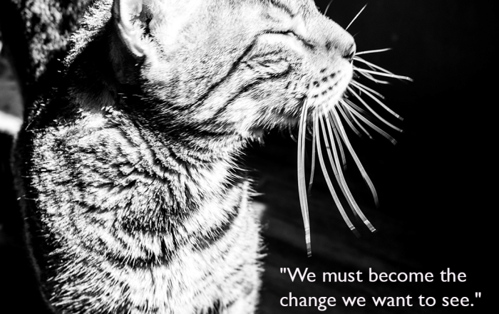 Meme showing a beautiful Bengal cat facing a sunbeam with eyes closed, enjoying the warmth with the quote from Mahatma Gandhi", We must become the change we want to see."