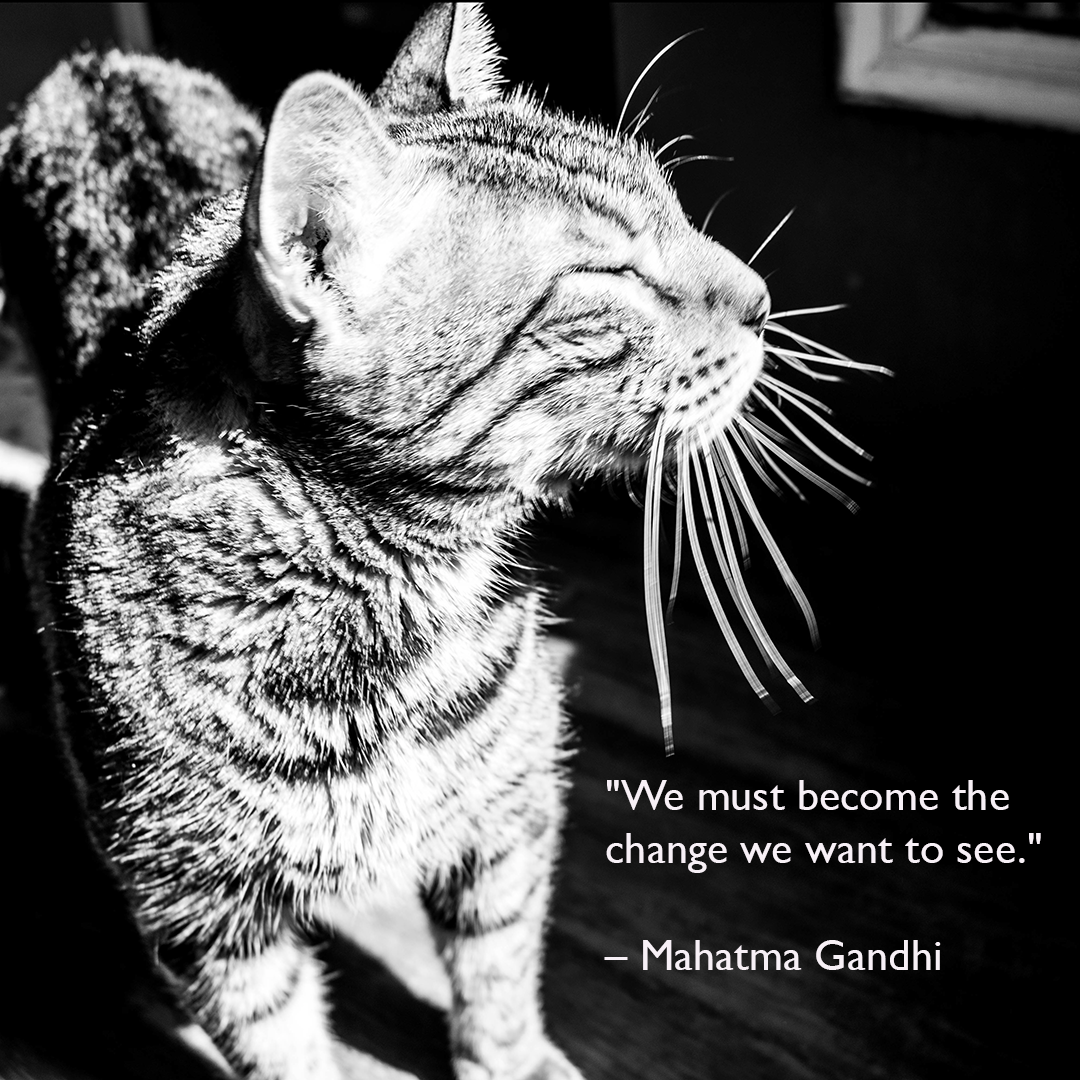 Meme showing a beautiful Bengal cat facing a sunbeam with eyes closed, enjoying the warmth with the quote from Mahatma Gandhi", We must become the change we want to see."